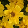 Bidens Sun Drop Double Yellow