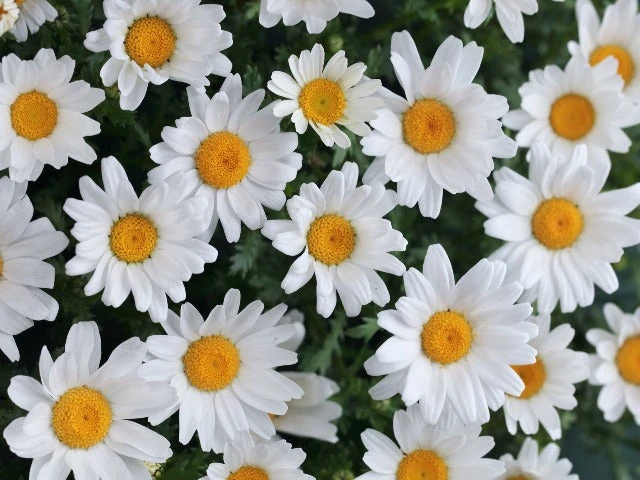 Chrysanthemum Snowland Daisy - Image 3