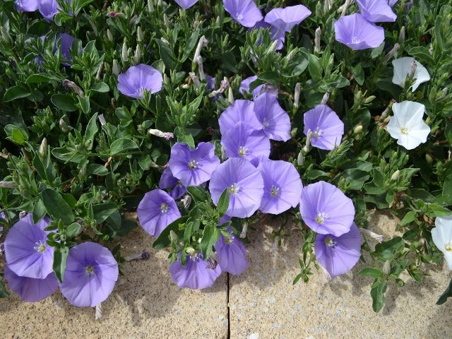 Convolvulus Sabatius Early Blue - Image 2