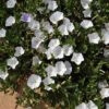 Convolvulus Sabatius Prime White