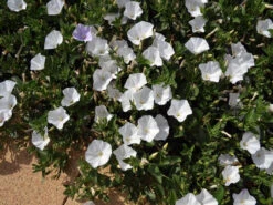 Convolvulus Sabatius Prime White