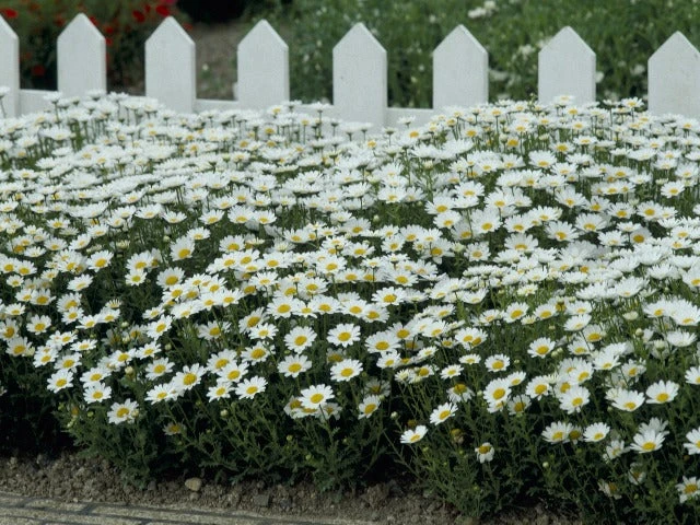 Chrysanthemum Snowland Daisy - Image 4