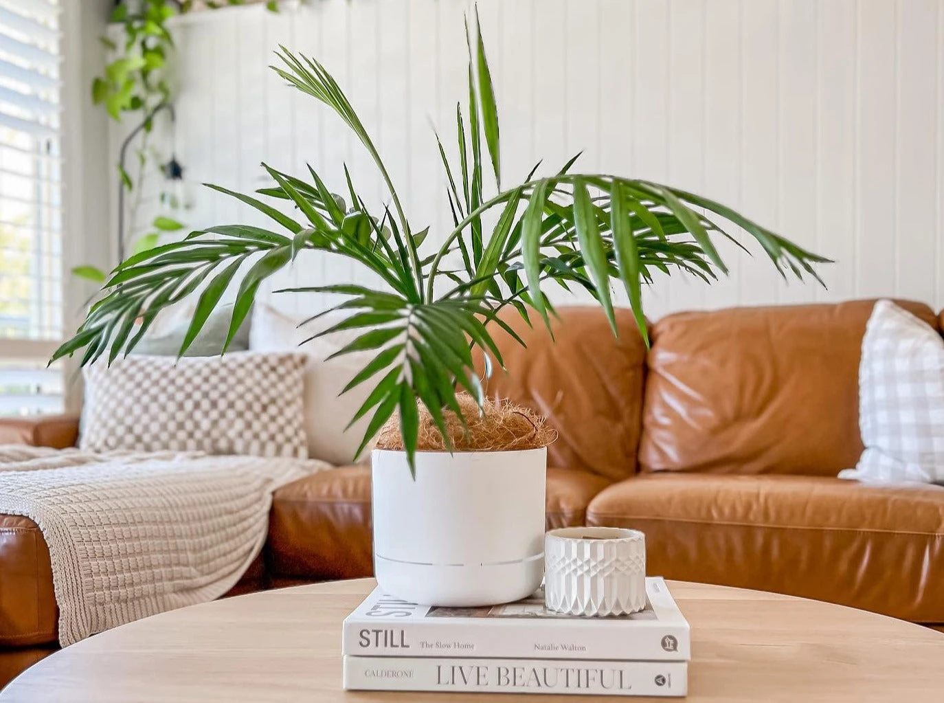 Palm + Pot + Plant + Soil
