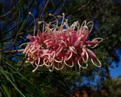 Grevillea X Coconut Ice