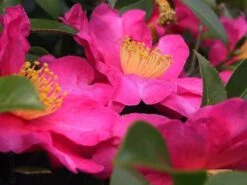 Camellia Sasanqua Hiryu