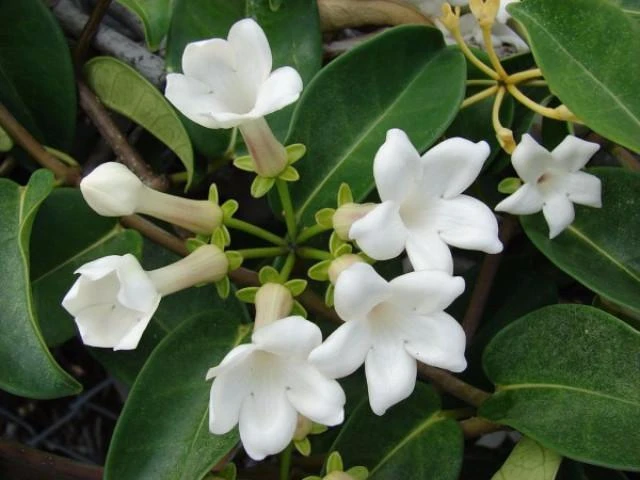 Stephanotis Floribunda - Image 2