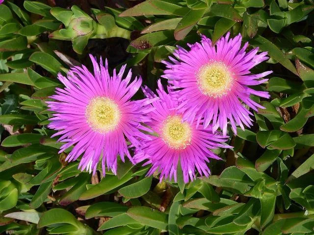 Carpobrotus Glaucescens - Image 2