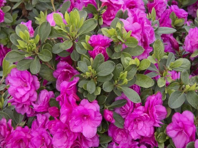 Azalea Indica Happy Days - Image 2