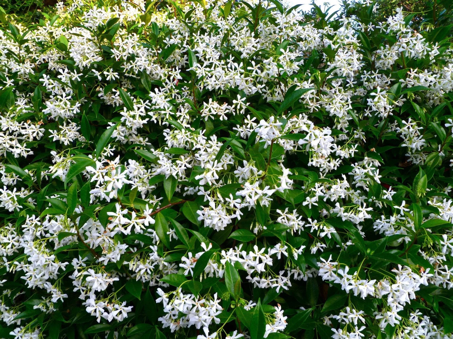 Star Jasmine Hedging Or Ground Cover Pack - Image 4