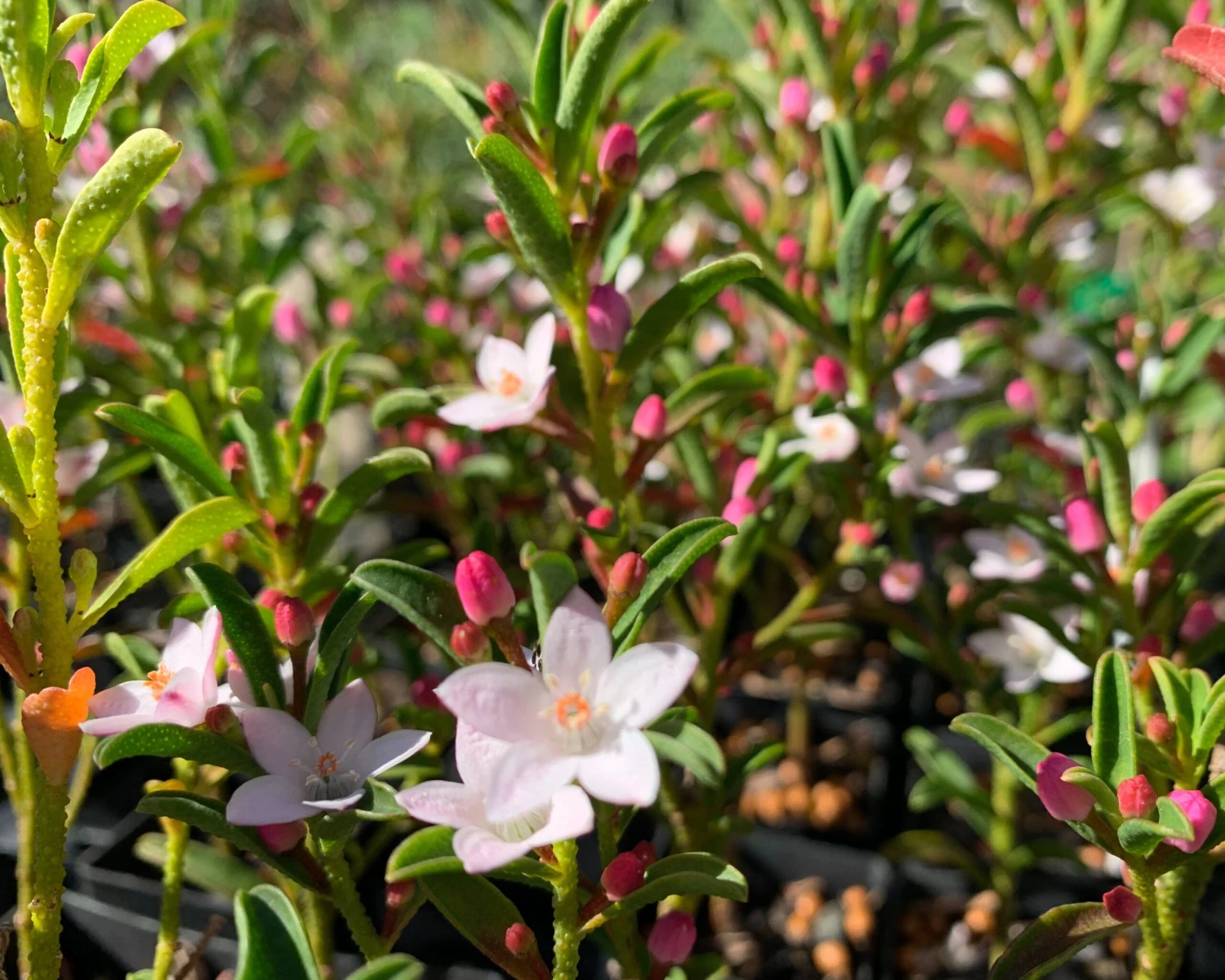 Philotheca Myoporoides Winter Rouge - Image 2