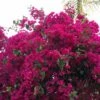 Bougainvillea Elizabeth - 85mm