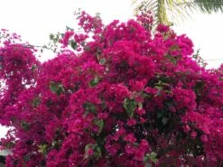 Bougainvillea Elizabeth - 85mm