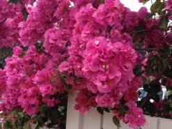 Bougainvillea Clifton Carnival