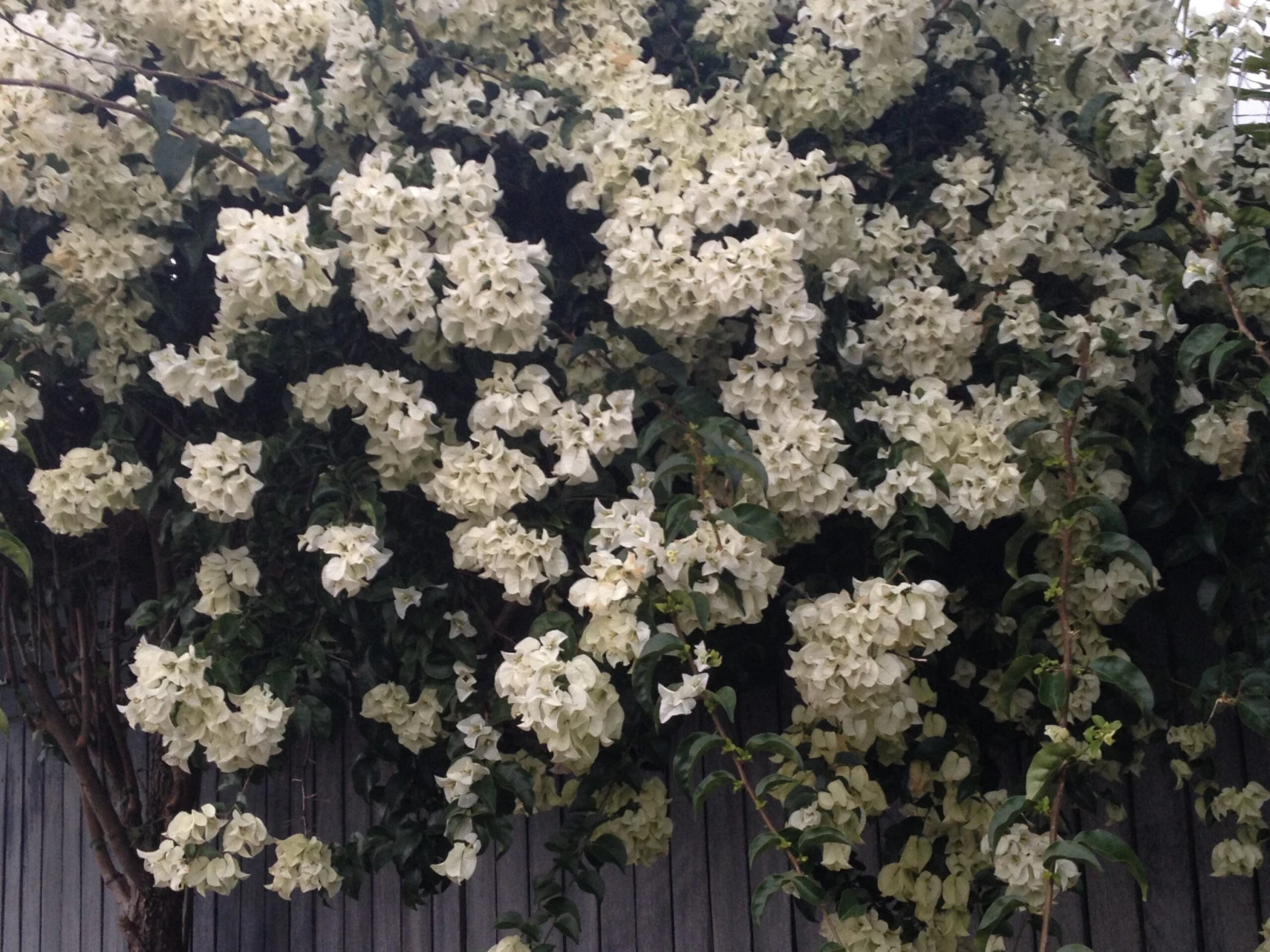 Bougainvillea White Cascade - 85mm - Image 3