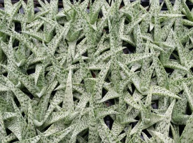 Aloe White Beauty - Pot + Plant - Image 3