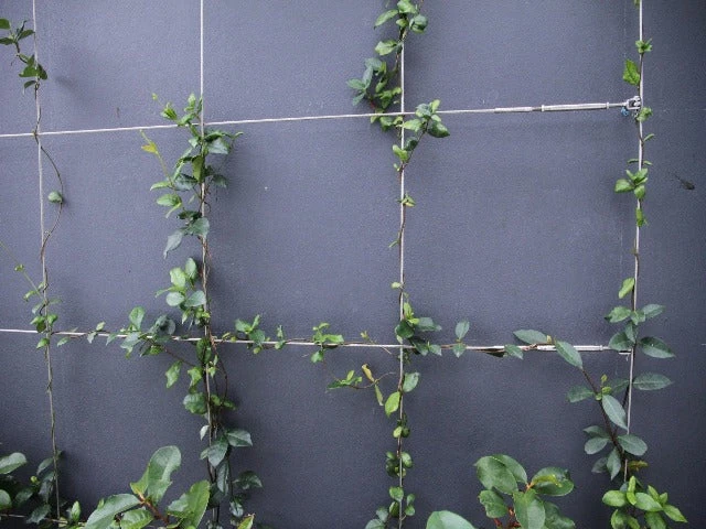 Star Jasmine Hedging Or Ground Cover Pack - Image 7
