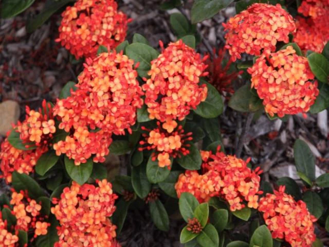 Ixora Coral Malay - Image 2