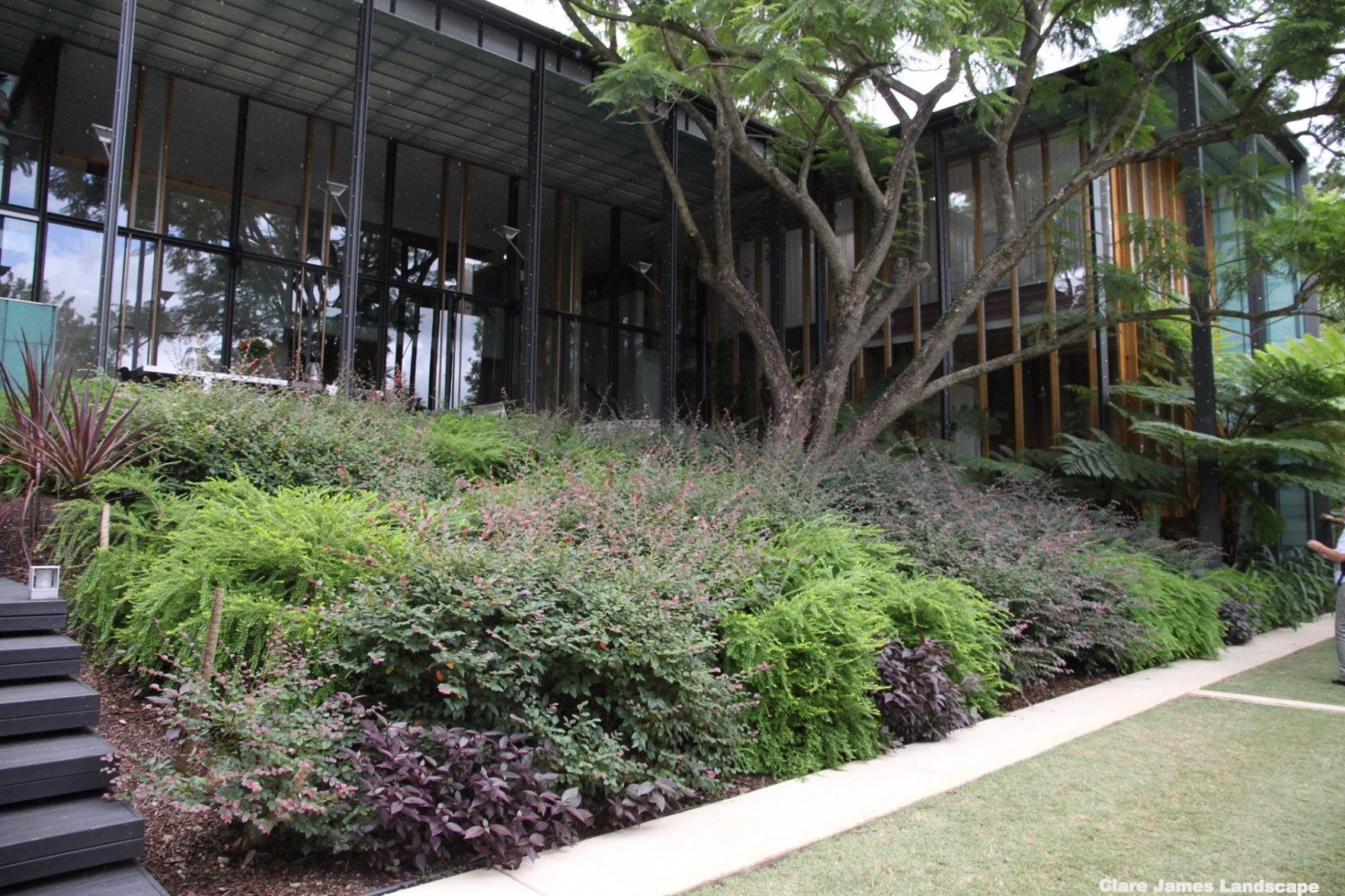 Phyllanthus Multiflorus - Image 4