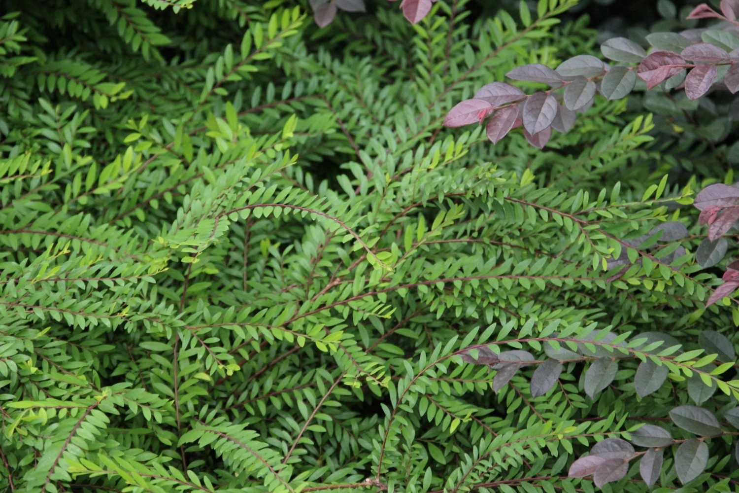 Phyllanthus Multiflorus - Image 6