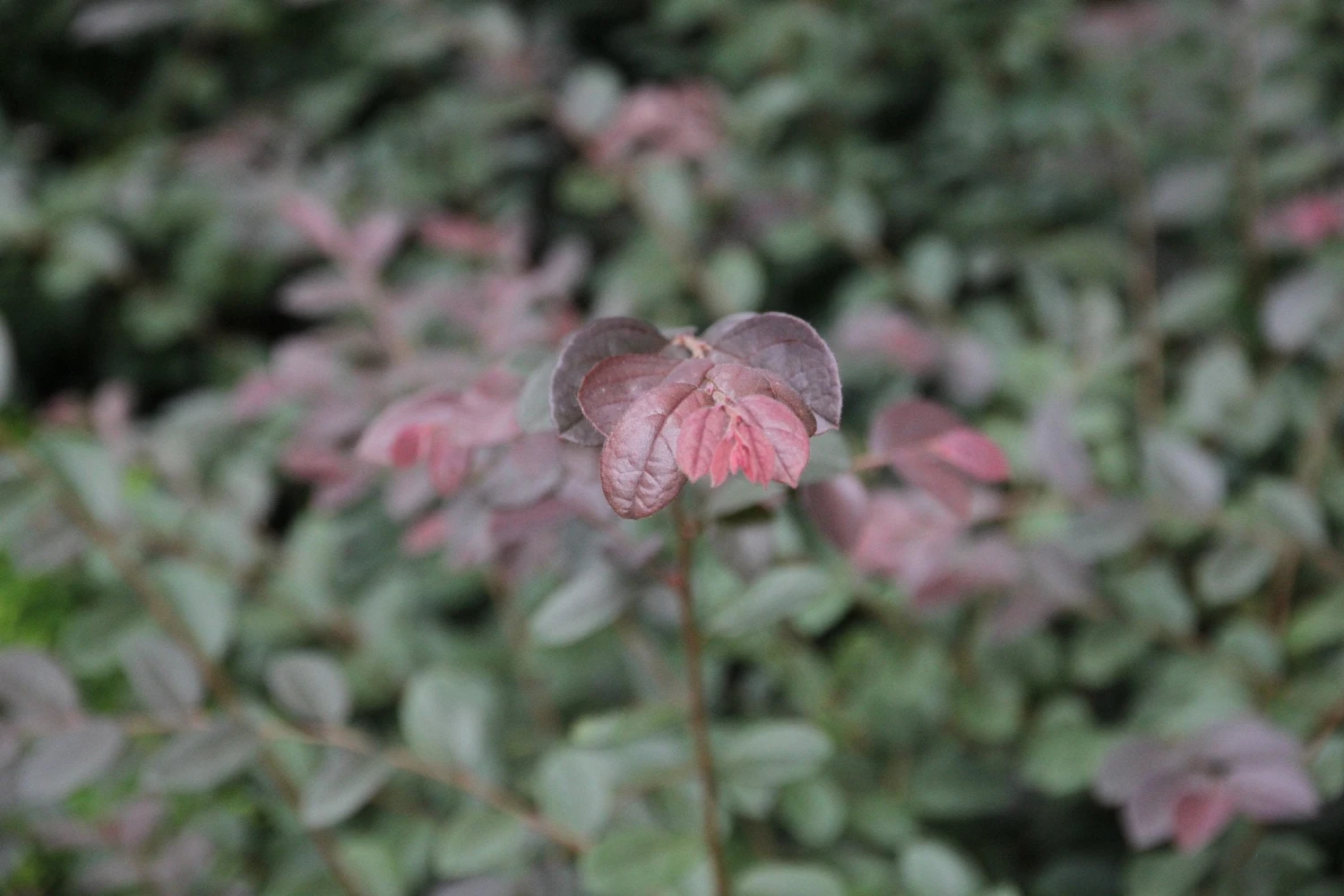 Loropetalum Chinense "China Pink" - Image 8