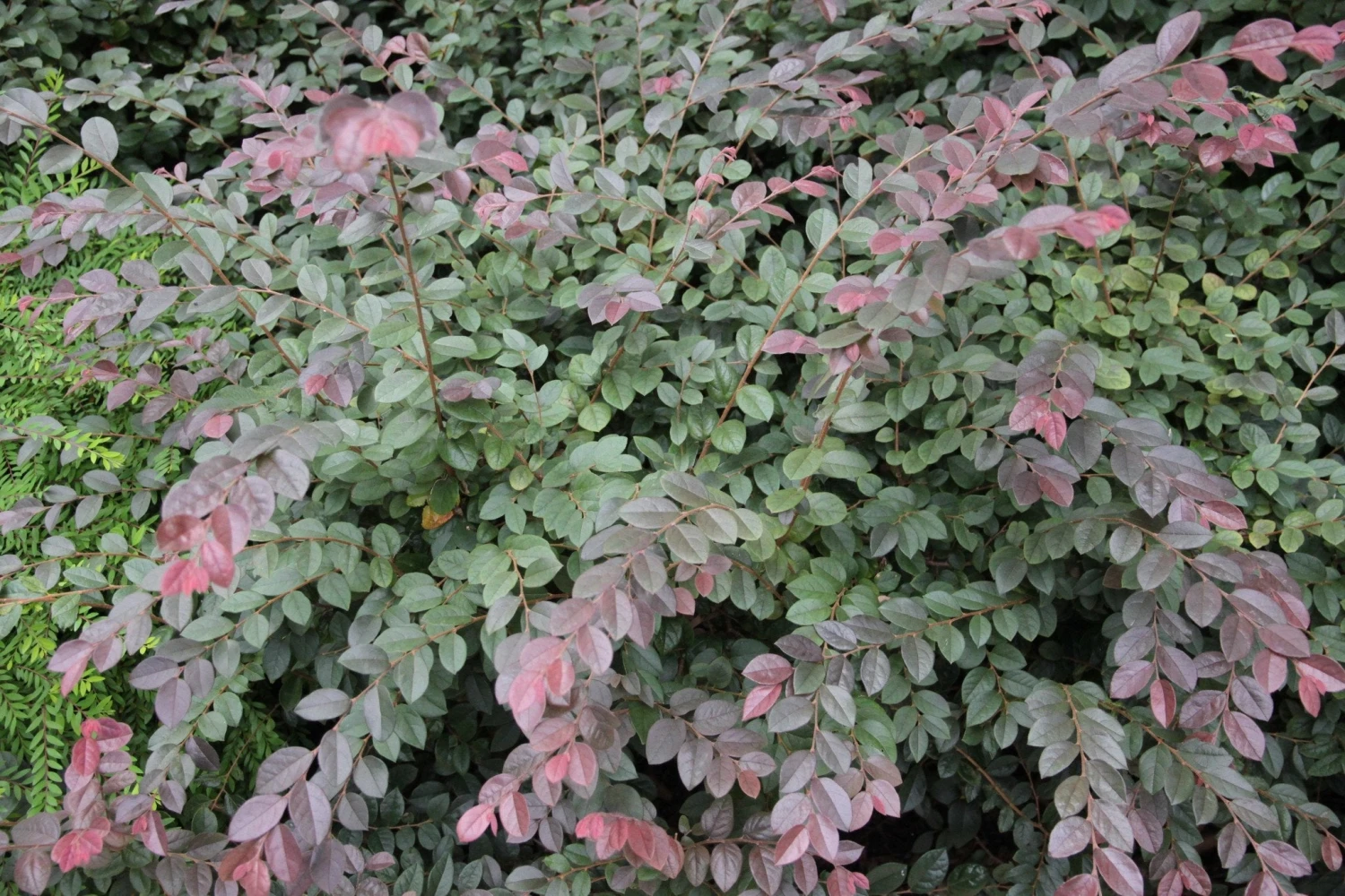 Loropetalum Chinense "China Pink" - Image 5
