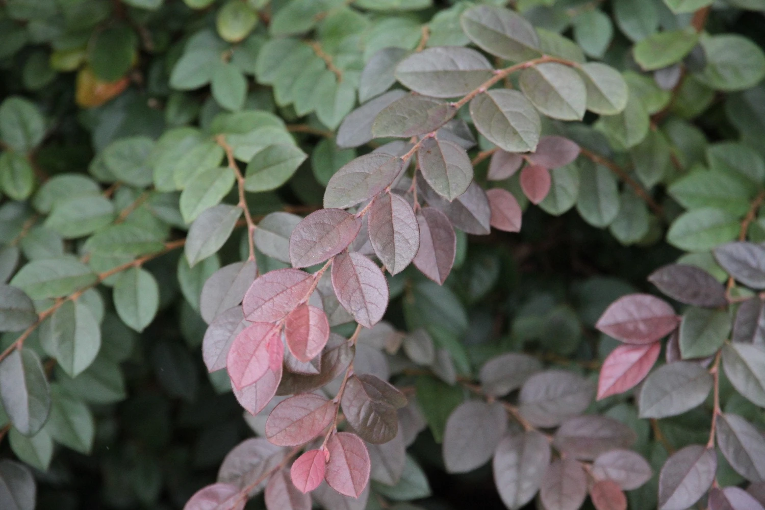 Loropetalum Chinense "China Pink" - Image 6