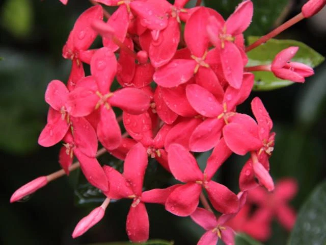 Ixora Pink Malay - Image 2