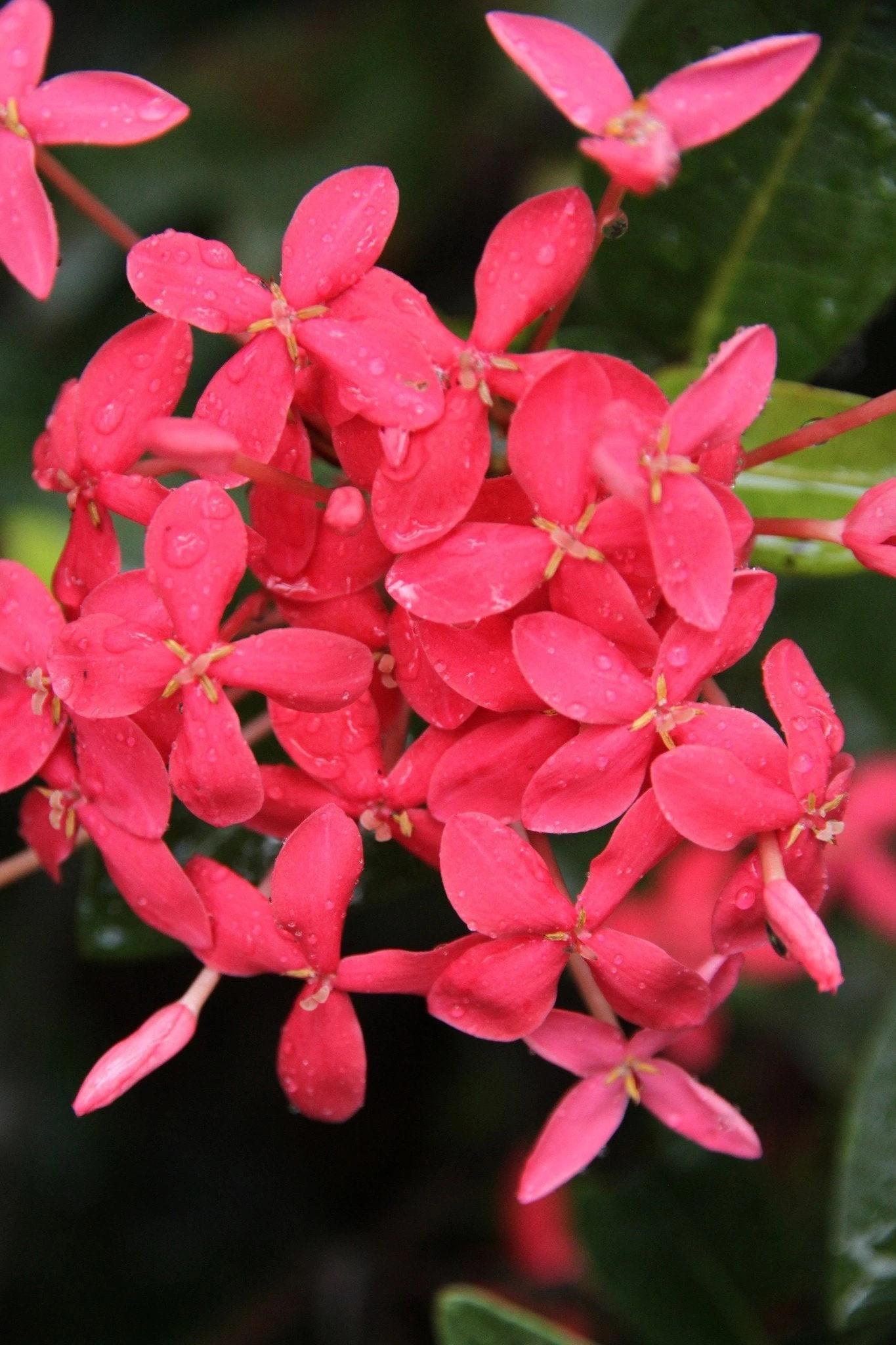 Ixora Pink Malay - Image 5