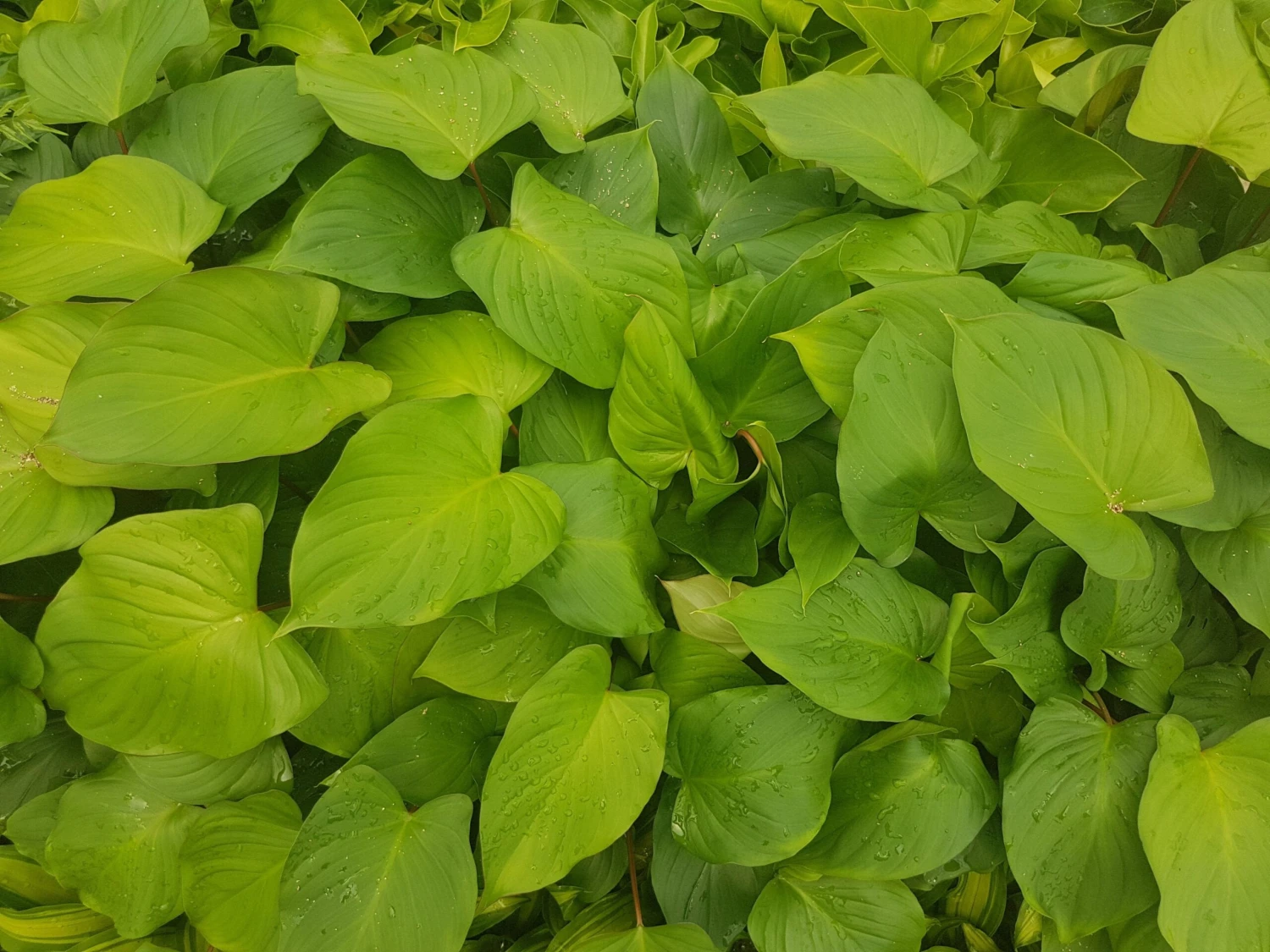 Homalomena 'Maggie' - Image 2