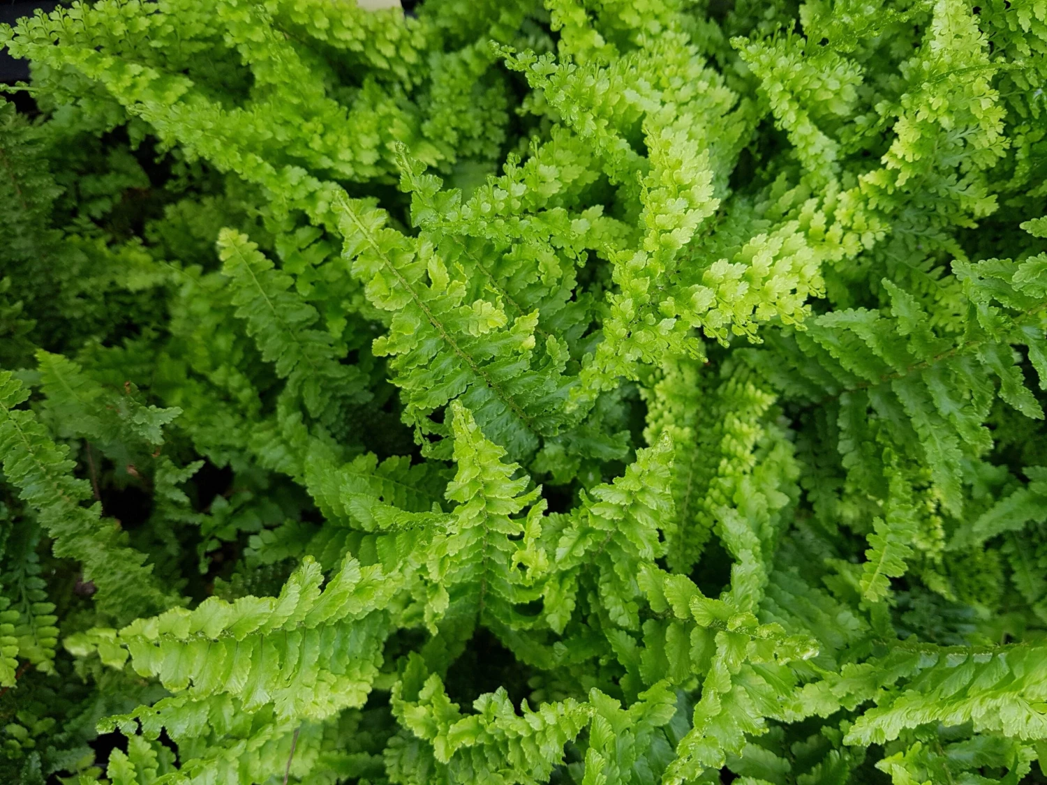 Nephrolepis Exaltata Fluffy Ruffles 85mm - Image 2