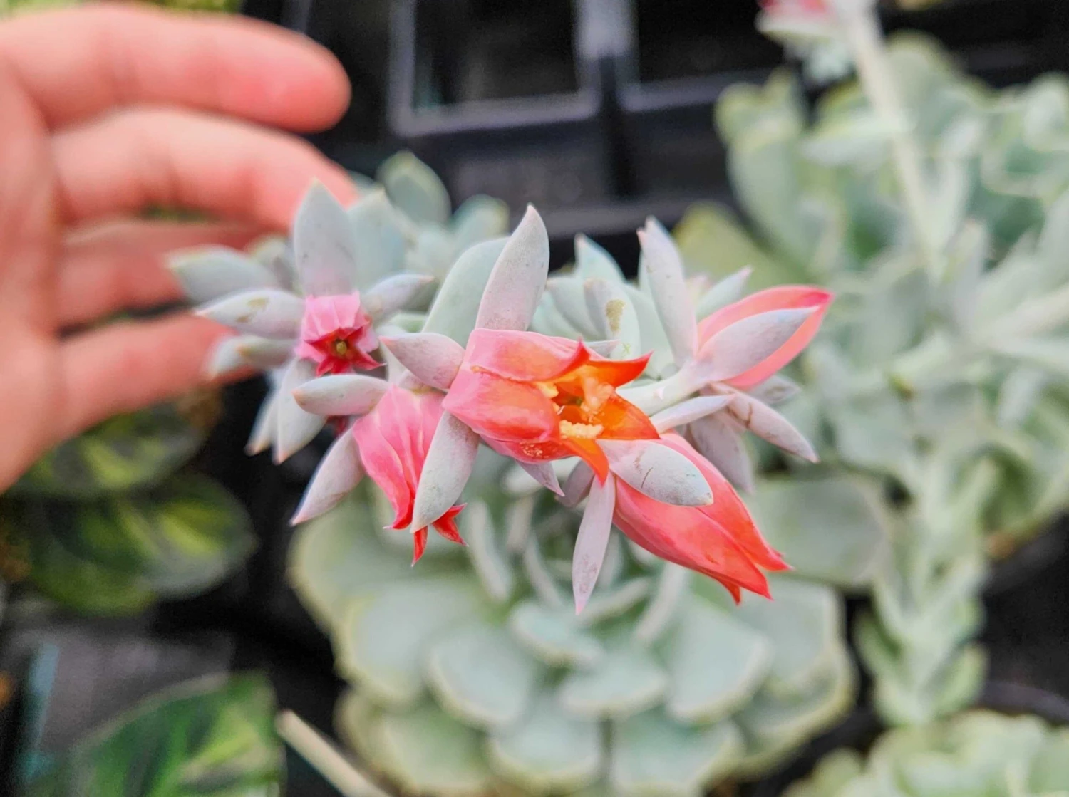 Succulent Planter In LECA Set - Image 9