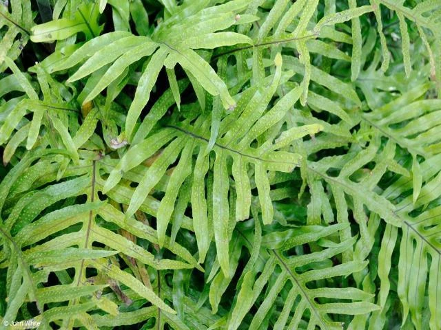 Microsorum Diversifolium Kangaroo Fern - Image 5