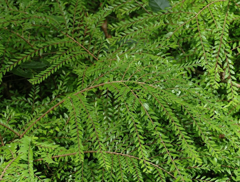 Phyllanthus Multiflorus - Image 2