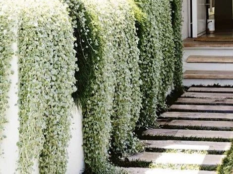 Dichondra Silver Falls - Image 11