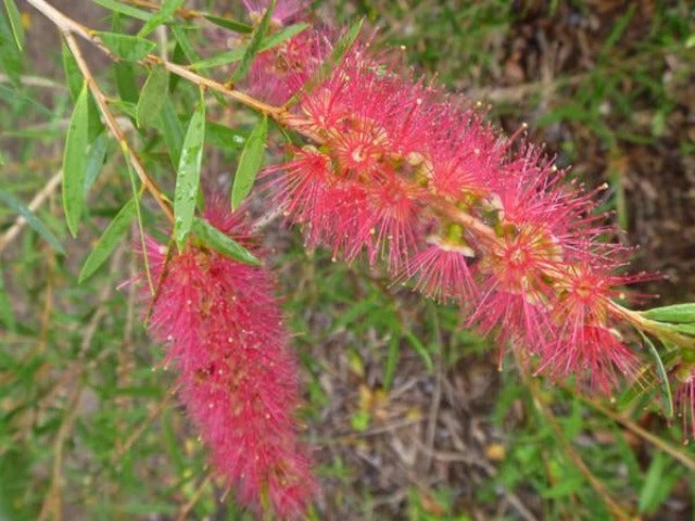 Callistemon Candy Pink Bottlebrush Box - Image 2