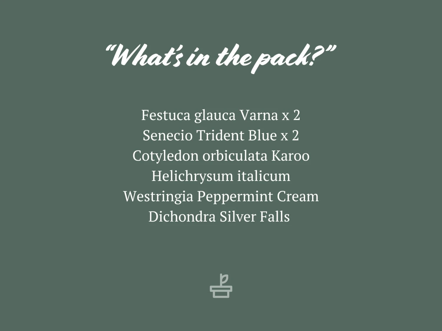 Silvery Grey & Blue Foliage Collection - Image 7