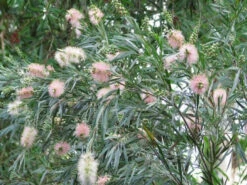 Callistemon Injune Pink