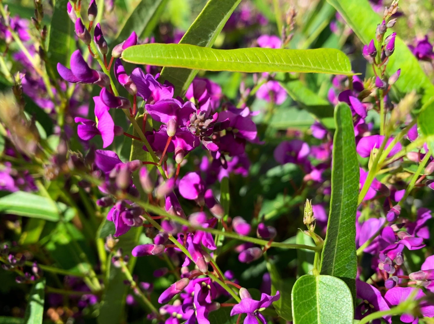 Meema™ Hardenbergia Violacea 'HB1' PBR - Image 2