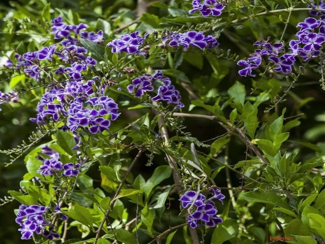 Duranta Repens 'Geisha Girl' - Image 5