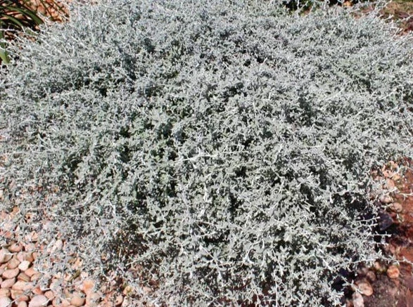 Helichrysum Hybrid 'Silverstar'