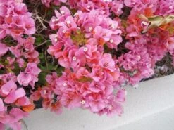 Bougainvillea Rosenka - 85mm