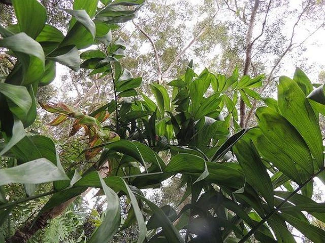 Chamaedorea Klotzschiana - Image 2