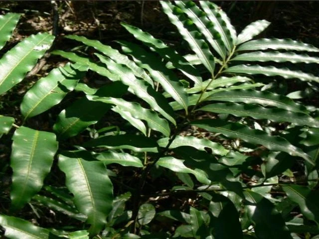 Corduroy Tamarind - Image 2