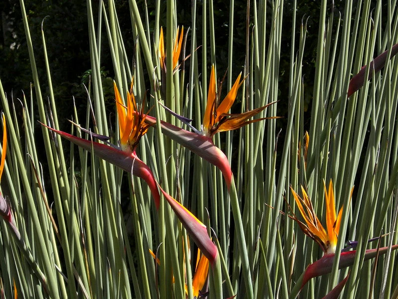 Strelitzia Juncea - Image 4