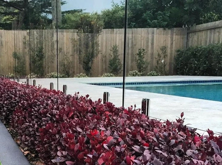 Alternanthera Dentata Little Ruby™ - Image 2