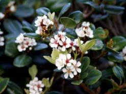 Snow Maiden Dwarf Hedge Pack