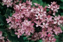 Rhaphiolepis Springtime