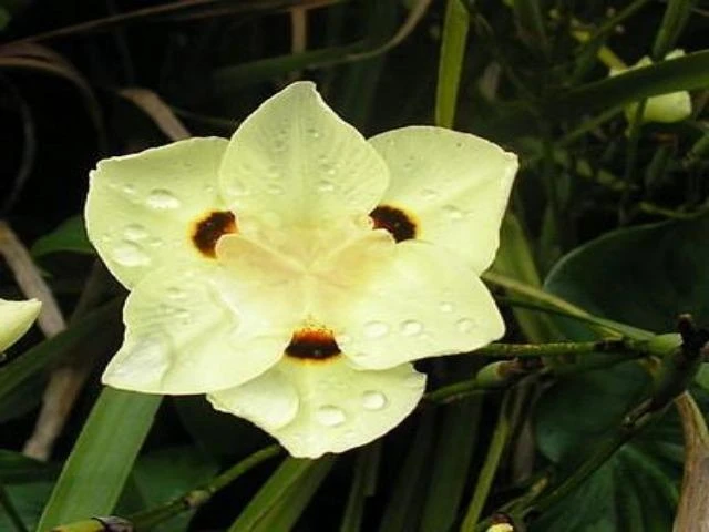Dietes Bicolor - Image 5