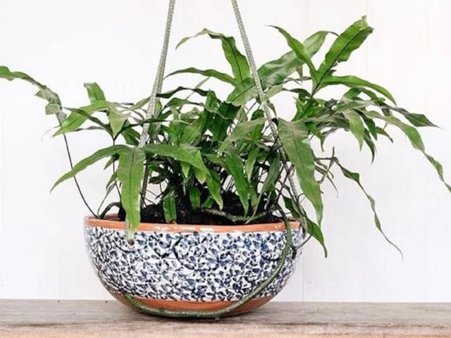 Microsorum Diversifolium Kangaroo Fern - Image 3