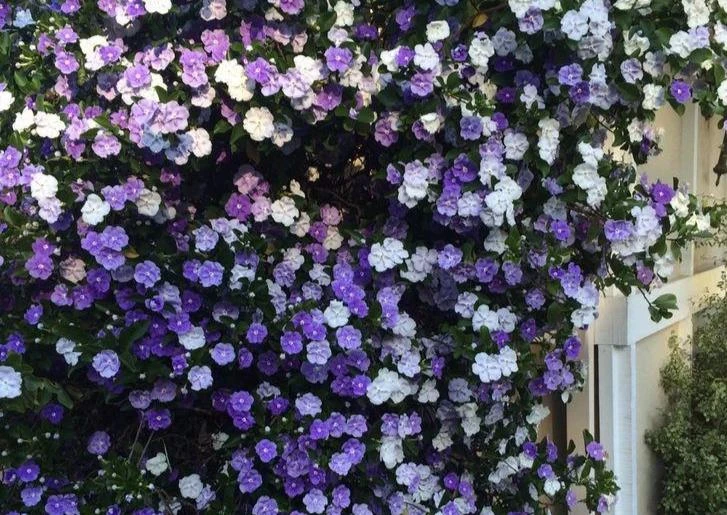 Brunfelsia Latifolia "Yesterday, Today And Tomorrow" - Image 2